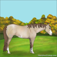 Horse Color:Grullo Pearl Sabino 