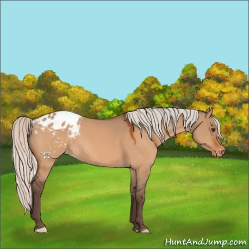 Horse Color:Silver Brown Dun Varnish 