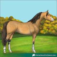 Horse Color:Buckskin 