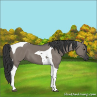 Horse Color:Grullo Tobiano 