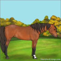 Horse Color:Bay 