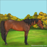Horse Color:Bay 