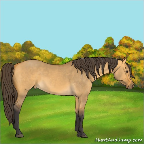 Horse Color:Buckskin Dun 