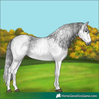 Horse Color:Gray White Spotted Black  and Gray White Spotted Black Frame 