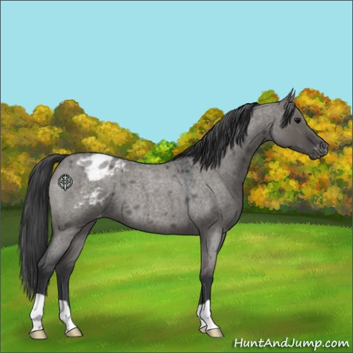 Horse Color:Grullo Roan Appaloosa 