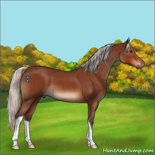 Horse Color:Silver Brown Roan 
