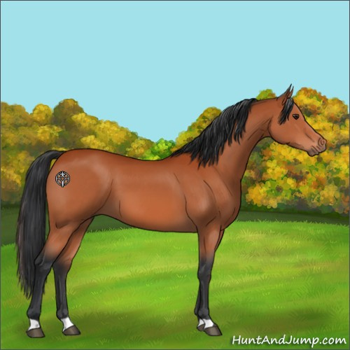 Horse Color:Brown 