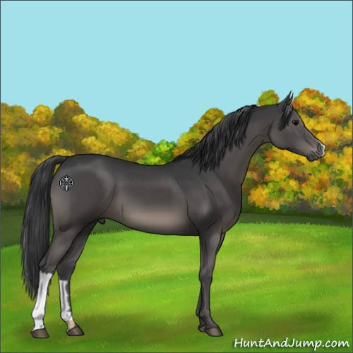 Horse Color:Black 