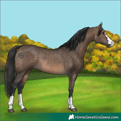 Horse Color:Brown Dun Rabicano