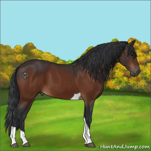 Horse Color:Bay Tobiano 