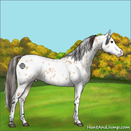 Horse Color:White Spotted Bay Dun Appaloosa 