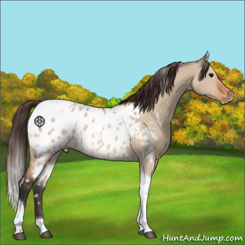 Horse Color:White Spotted Bay Dun Tobiano Appaloosa 