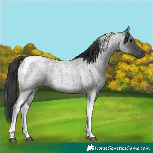 Horse Color:Blue Roan Tobiano 