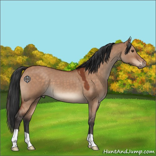 Horse Color:Brown Roan Dun 