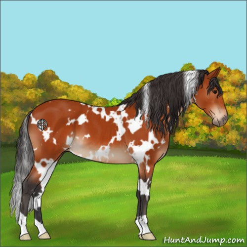 Horse Color:White Spotted Bay 