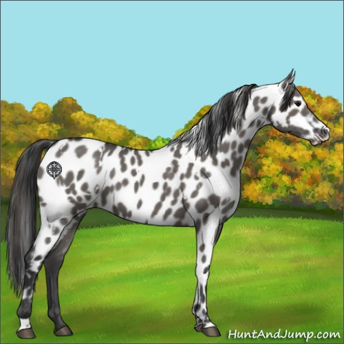 Horse Color:White Spotted Grullo Appaloosa 