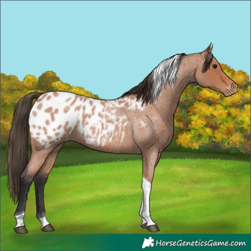 Horse Color:Bay Roan Tobiano Appaloosa 