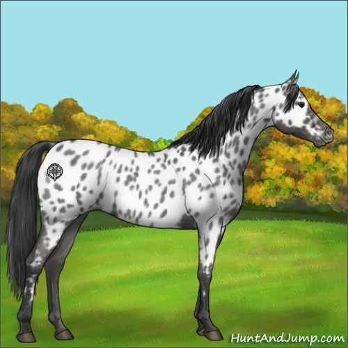Horse Color:Blue Roan Appaloosa 