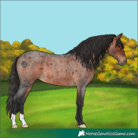 Horse Color:Bay Roan 
