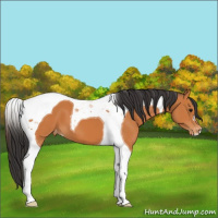Horse Color:Bay Tobiano Appaloosa 