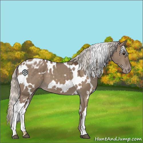 Horse Color:White Spotted Silver Grullo Appaloosa 