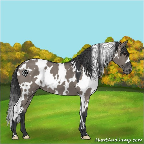 Horse Color:White Spotted Grullo Appaloosa 