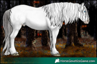 Horse Color:Liver Chestnut Frame Appaloosa 