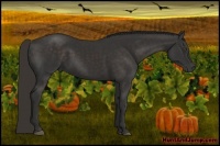 Horse Color:Liver Chestnut Frame 