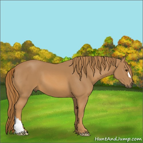 Horse Color:Chestnut 