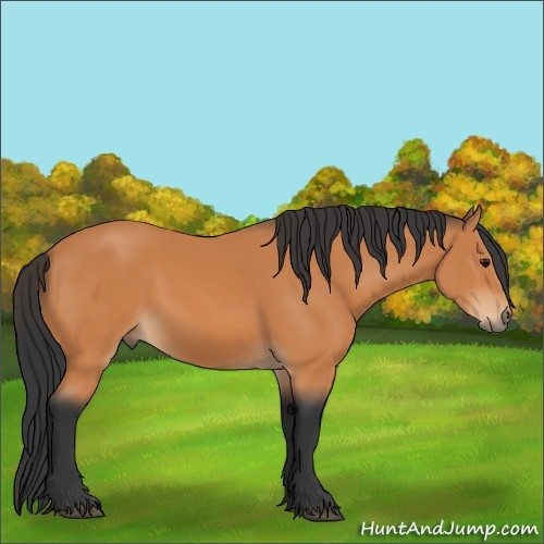 Horse Color:Bay 