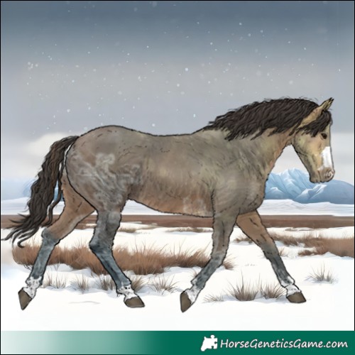 Horse Color:Bay Ice 