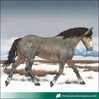 Horse Color:Bay Ice 