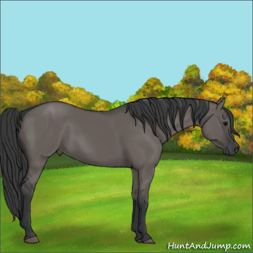 Horse Color:Grullo 