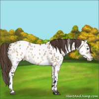 Horse Color:Bay Dun Appaloosa 