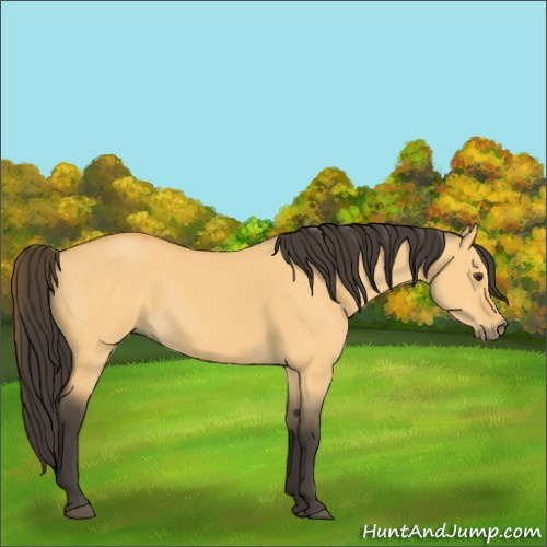 Horse Color:Buckskin Dun 