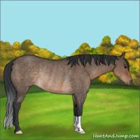 Horse Color:Brown Dun Rabicano 