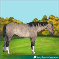 Horse Color:Brown Dun Rabicano 