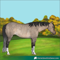 Horse Color:Brown Dun Rabicano