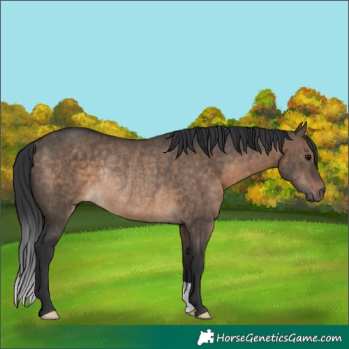 Horse Color:Brown Dun Rabicano 