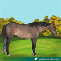 Horse Color:Brown Dun Rabicano 