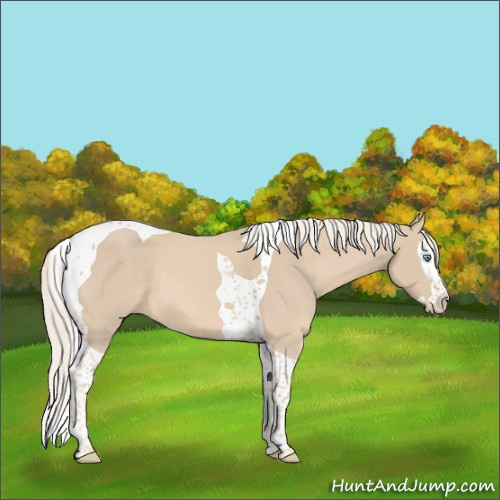 Horse Color:Cremello Splash Tobiano