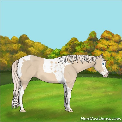 Horse Color:Cremello Splash Tobiano 