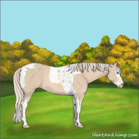 Horse Color:Cremello Splash Tobiano 