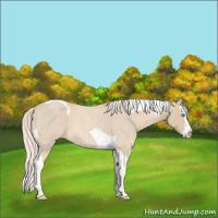 Horse Color:Cremello Roan Splash Tobiano