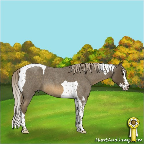 Horse Color:Chocolate Palomino Roan Splash Tobiano 