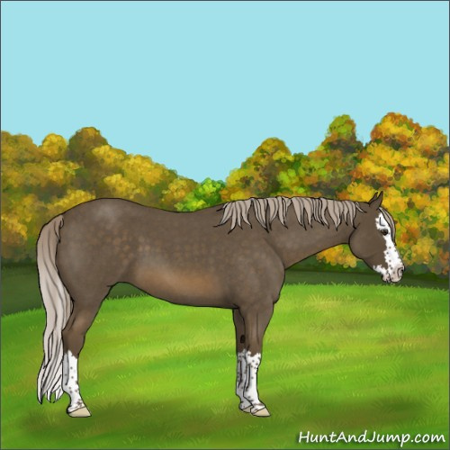 Horse Color:Chocolate Palomino Roan Splash