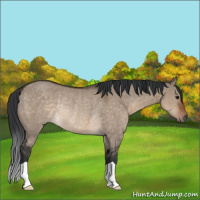 Horse Color:Brown Dun Rabicano