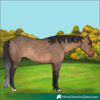 Horse Color:Brown Dun Rabicano 