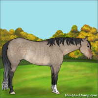 Horse Color:Brown Dun Rabicano 