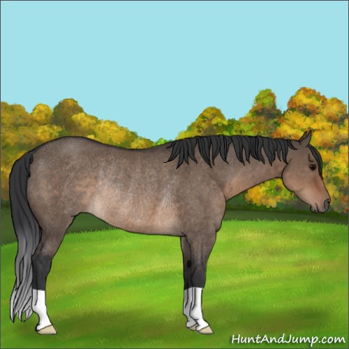 Horse Color:Brown Dun Rabicano 
